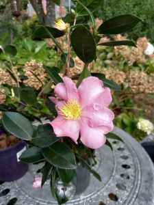 2 x Camellias SOLD pending pick up
