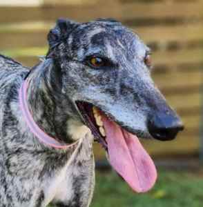Female Greyhound NEEDS A NEW HOME this WEEK