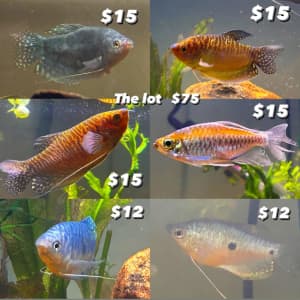 Various fish prices as advertised
