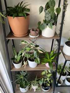 Indoor plants for sale in Crace