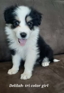 Pure Bred Border Collie Pups- only 1 left