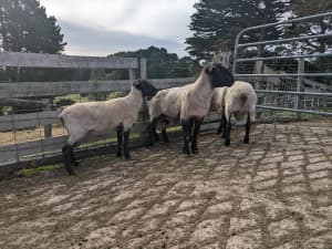 Cute black Suffolk sheep, rams , ewes , ewe lambs
