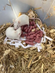 super mice/lab mice 