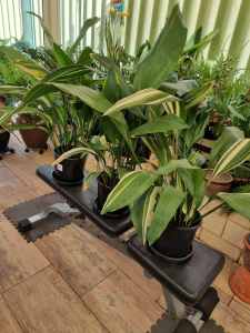 House plant rare Aspidistra varigated