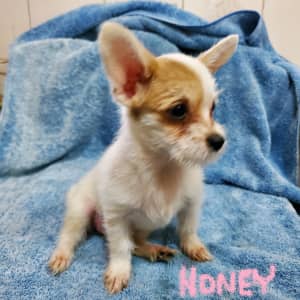 Cute, Purebred Chihuahua Puppies Ready for Their New Homes