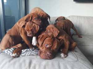 Dogue de shops bordeaux gumtree