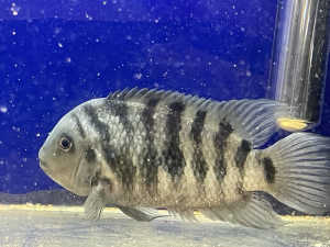 Adult cichlids, males and females 