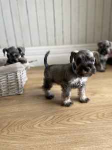 Gorgeous Mini Schnauzer puppies 2 boys left