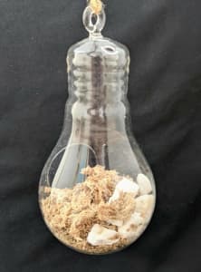 Glass Bulb terrarium - hanging string with 'S' hook included