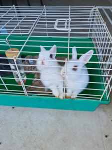 2 x female Dwarf rabbits 