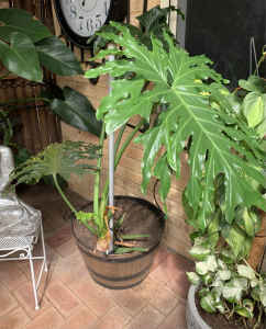 Philodendron Plant/ Plus Pot