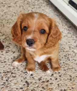 Straight Coat Cavoodle puppy parents Dna tested ethical breeder
