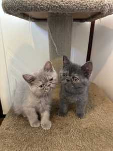 Persian Exotic Kittens for Sale