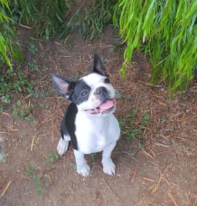 Boston sales terrier gumtree