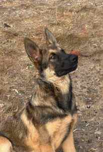 Malinois x German Shepherd - Stunning male pup