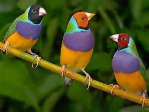 Male Gouldian Finches with birdcage and accessories