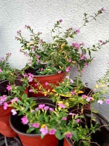 Advanced purple cuphea plants