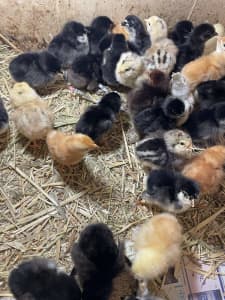 Day old best egg layer chicks& fertile eggs