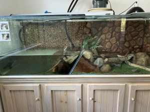 Water Dragons with enclosure