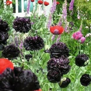 Poppy Peony Black - 50 seeds Fully-Double in deep Purple-Black