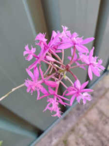 Epidendrums plant / price form $5 / 2 different colour available