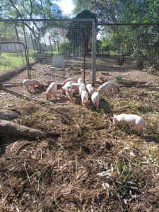 Piglets for sale 