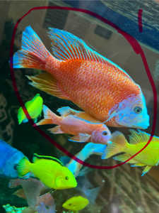 AFRICAN CICHLID FISH FOR SALE