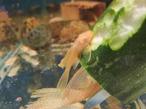 Albino Bristlenose, Limited numbers of Long fin available