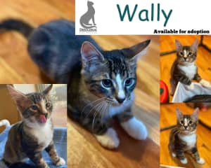 Wonderful Wally! Tabby boy seeks purrfect home - Deedlebug Cat Rescue
