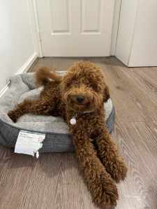 SOLD Toy Poodle 