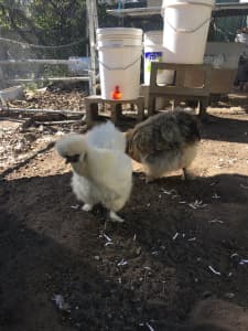 Adult Hens (Silkies and Araucana) - from $40