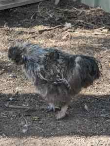 2x Chinese Silkie Roosters