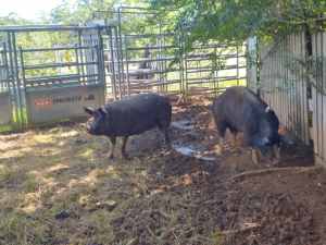 Berkshire Pigs breeding pair 4yrs old, pregnant
