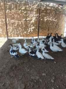muscovy duck for sale