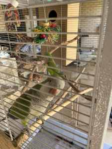4 Quakers and Cage for Sale