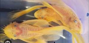 Looking for pair or adult long fin Bristlenose