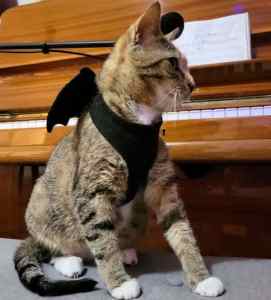 Stevie - Perth Animal Rescue Inc vet work cat/kitten