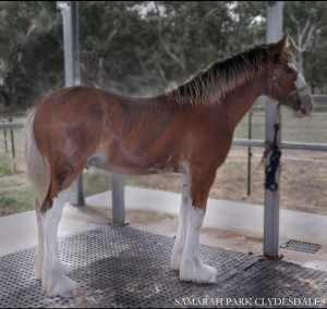 Clydesdale colt - sold pending payment