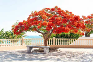 Mature Royal Poinciana Tree