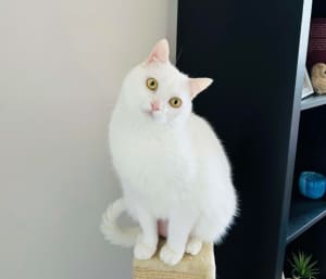 White British Shorthair looking for new home