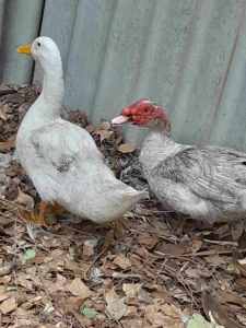 DUCK 2 nos Egg laying and 1 Pecking duck male