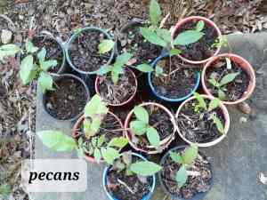 Potted mango, pecan, macadamia seedlings