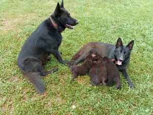 Black German Shepherd Puppies x3