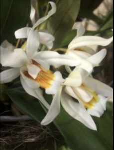 Coelogyne orchid - 140mm pot