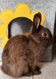 Netherland dwarf rabbit/bunny