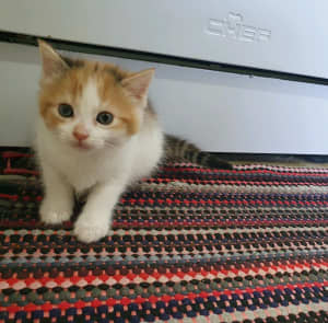 Calico kittens for adoption!