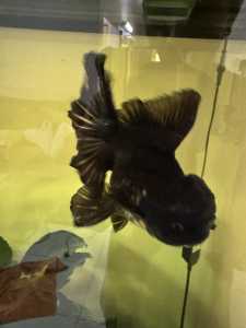 Gold fish oranda one black and the other 2 red and white 