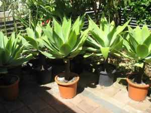 Large agave plants, discounts for multi-purchases