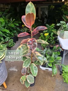 Ficus Ruby / 1m tall / 14cm pot / Jewel of the Jungle
