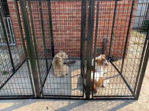 Three Pet Dog Kennel Heavyduty Pen Enclosure 3 Gates and Divider Panel